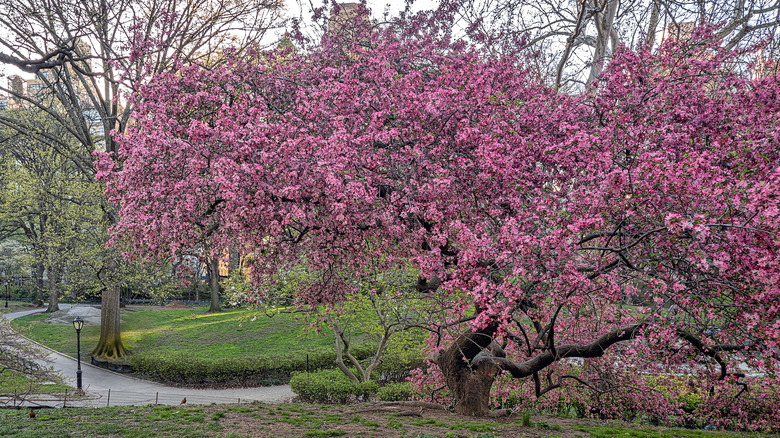 Pink flowering dogwood in full bloom in a park with paved paths and a street lamp