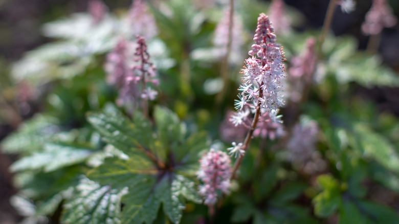 Blooming floamflower spikes