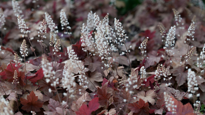 Cluster of white flowering spikes of foamy bells with thick, purple foliage