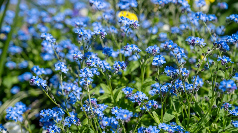 Flower bed with forget-me-not blooms and green foliage