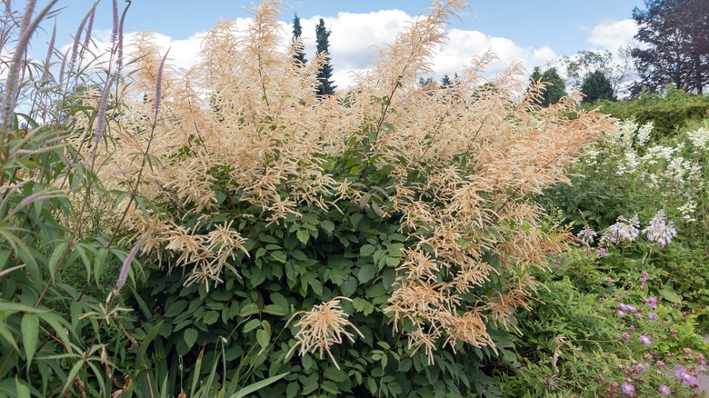 Cluster of goat's beard flowers blooming near other tall purple and white flowers.