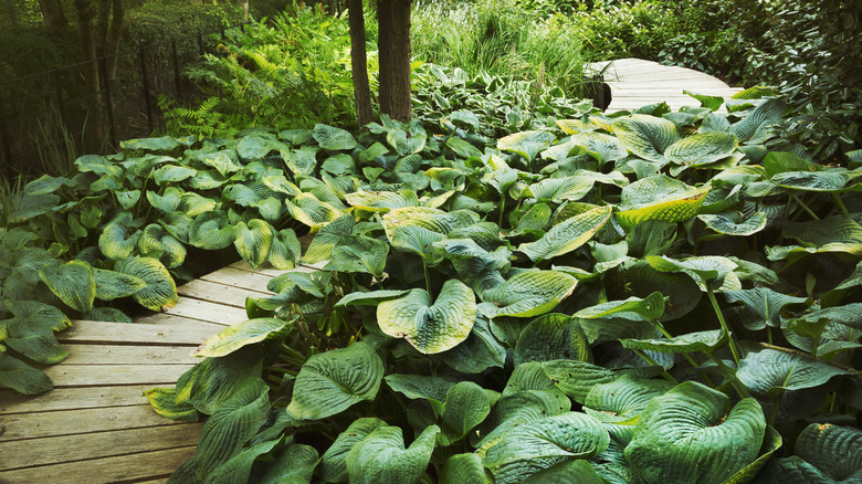 Hostas covering the ground in a forest with a wooden pathway winding through the center