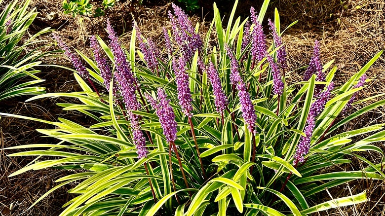 Cluster of purple lily-turf spikes on red stems in green foliage