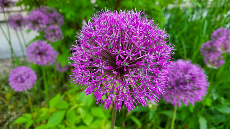 One round, purple ornamental onion bloom in the center with several other blooms and light green foliage in the background