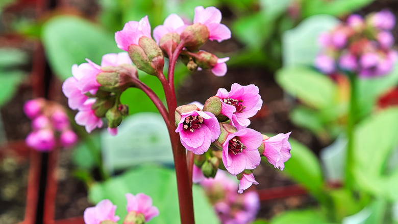 Cluster of pigsqueak blooms on red stems with green foliage and other clusters in the background
