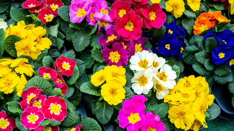 Flowerbed with mutlicolored primrose clusters including yellow, white, red, pink, and blue