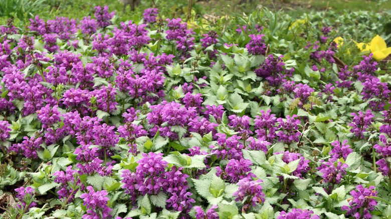 Flower bed with spotted deadnettle in full bloom covered in purple flower clusters.