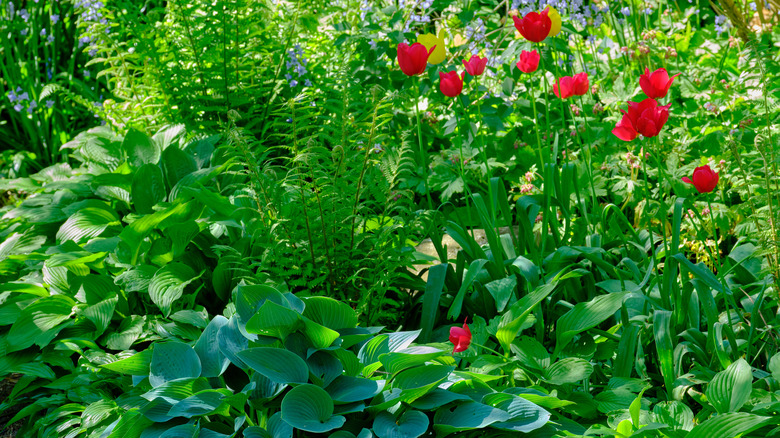 Red tulips surrounded by ferns and hostas