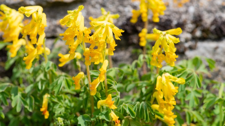 Clumps of yellow corydalis blooms with green foliage and a stone wall in the background