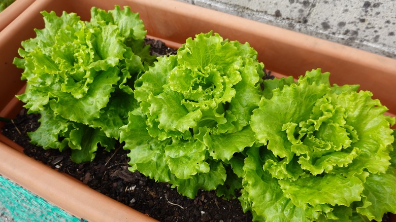 lettuce plants in pot