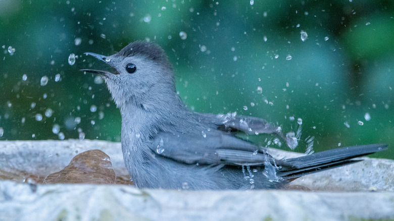 Bird splashing in bird bath