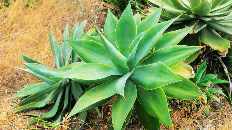 Green blades of agave plant
