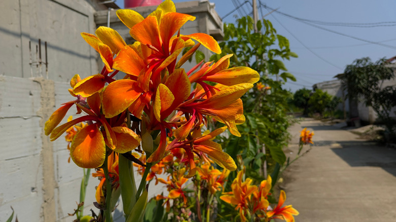 Bird of paradise flowers in bloom