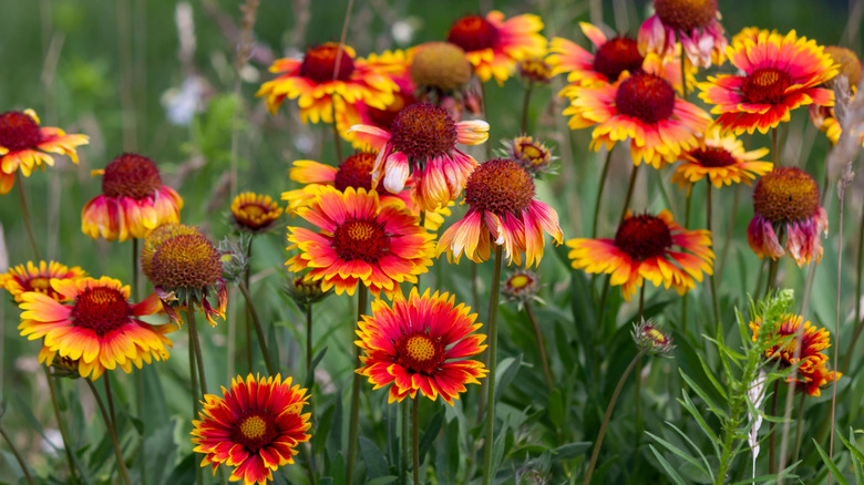 Red and yellow blanket flowers in growth