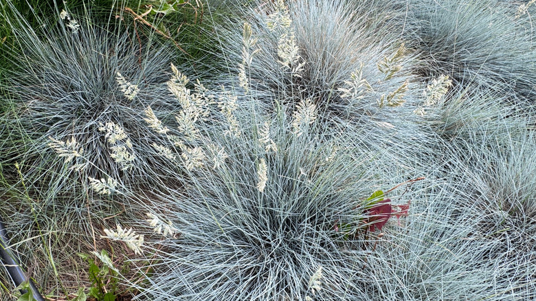 Blue fescue grass blades growing in yard