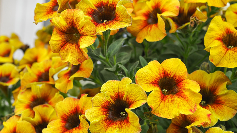 Orange yellow calibrachoa's hybrid flowers