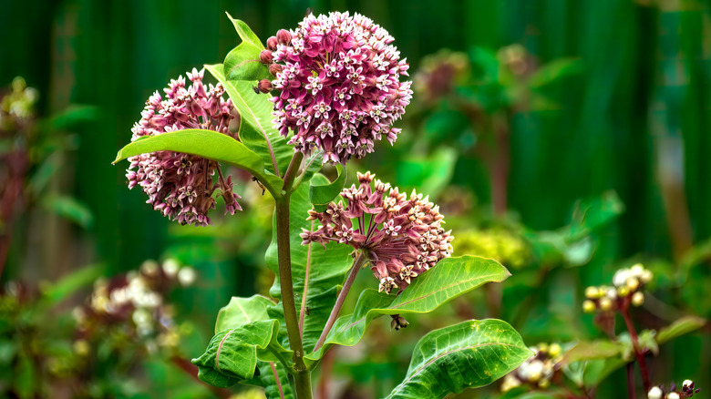Pink common milkweed flowers in growth