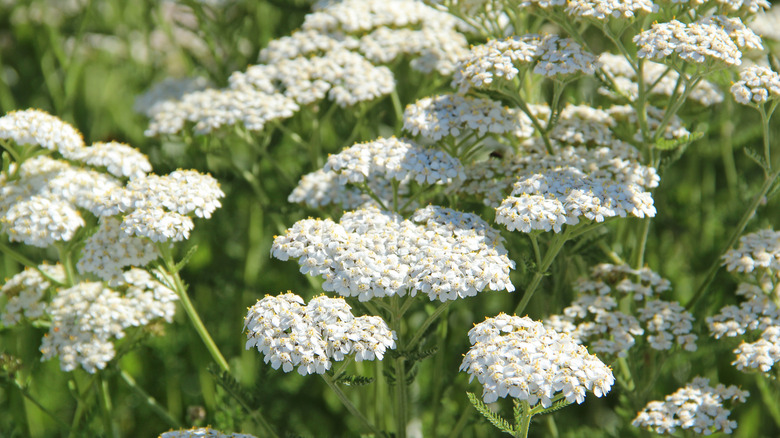 White flowers of common yarrow in bloom