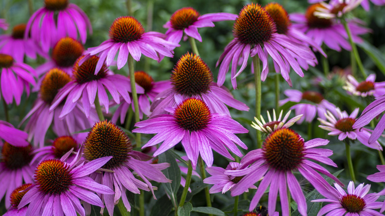Purple coneflowers in garden
