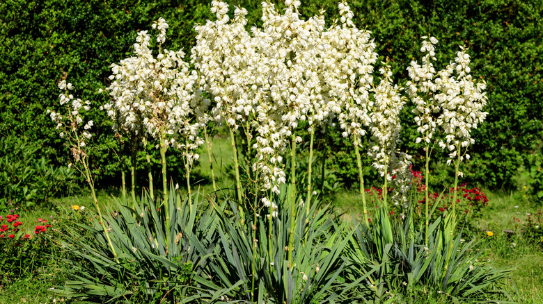 White flowers of curlyleaf yucca under sun