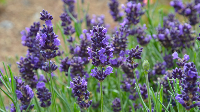 Violet flowers of english lavender