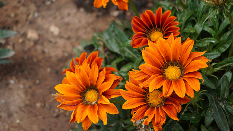 Orange gazania flowers in bloom
