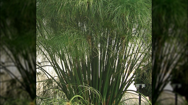 Graceful Grasses 'King Tut' Egyptian papyrus in growth