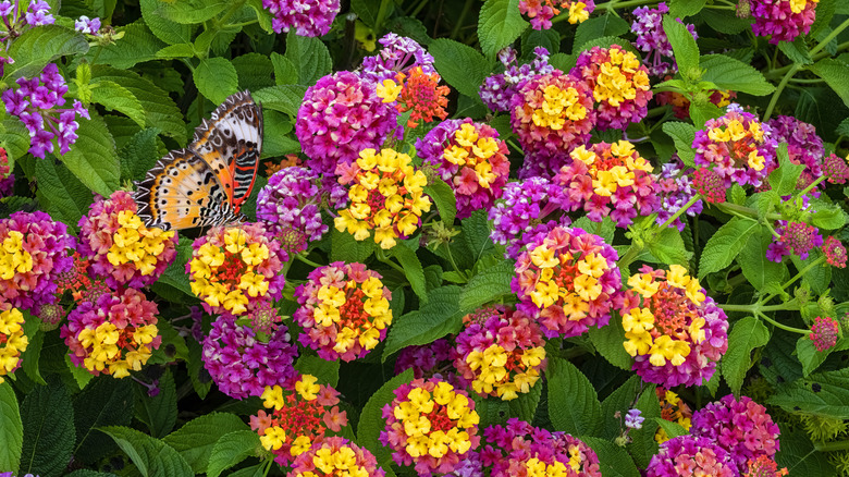 Orange butterfly on pink and yellow flowers
