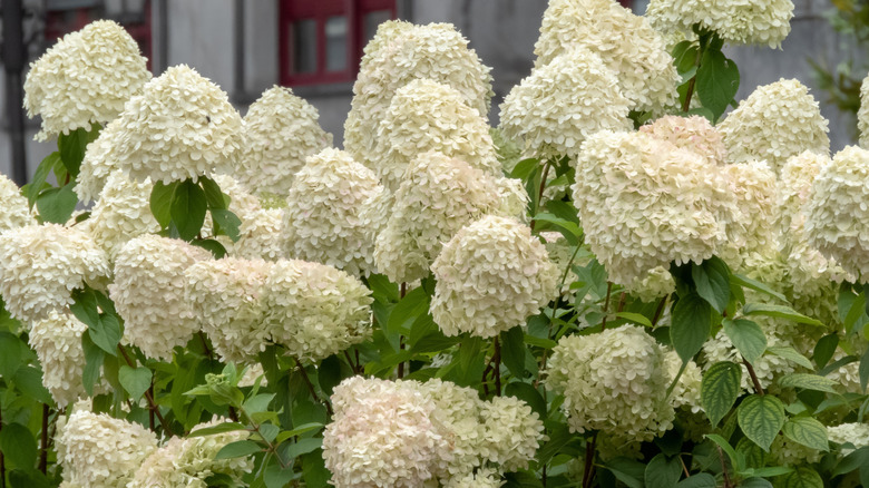 Panicle hydrangeas' white flowers