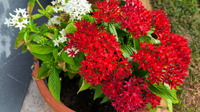 Red and white star like pentas flowers in a pot