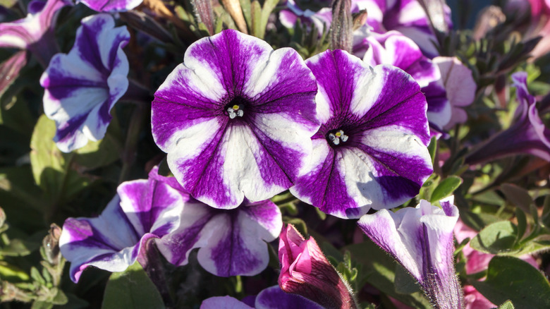 Purple and white hybrid flowers of petunia