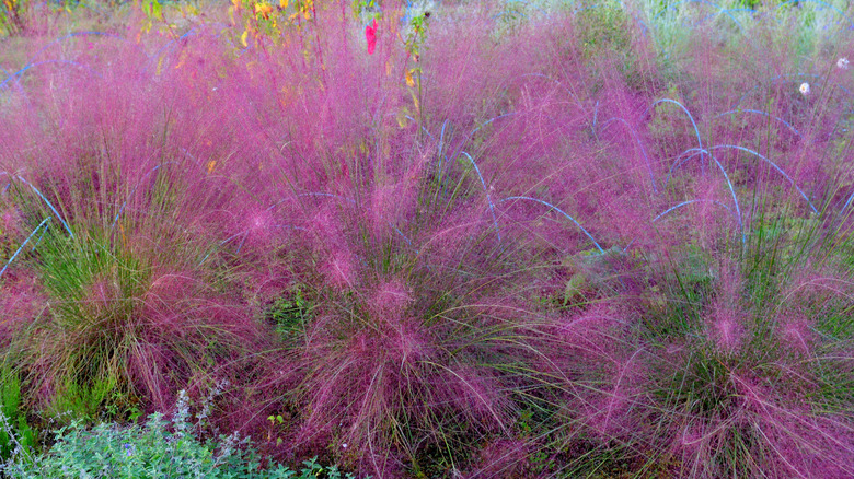 Pink muhly grass growing in garden