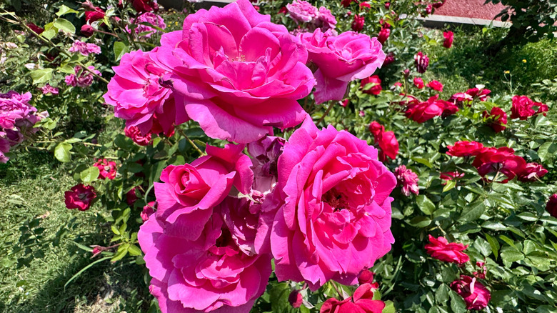Pink roses in bloom in garden