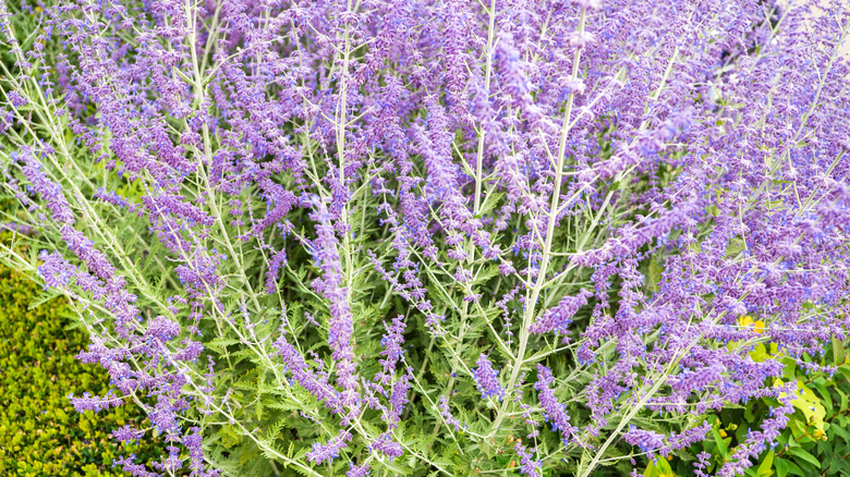 Russian sage in bloom