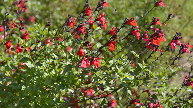 Red flowers of sage plant