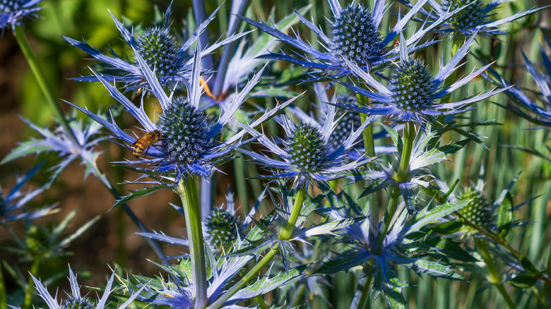 Bee drinking nectar from sea holly flowers