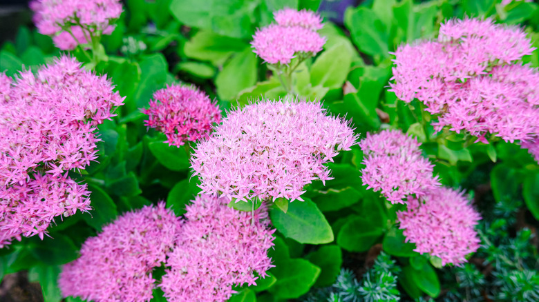 Pink sedum flowers in bloom