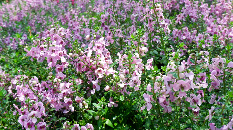 Pink flowers of summer snapdragon