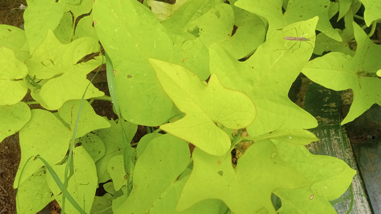 Sweet potato vine's green leaves