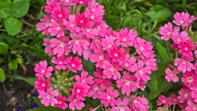 Vibrant pink flowers of verbena