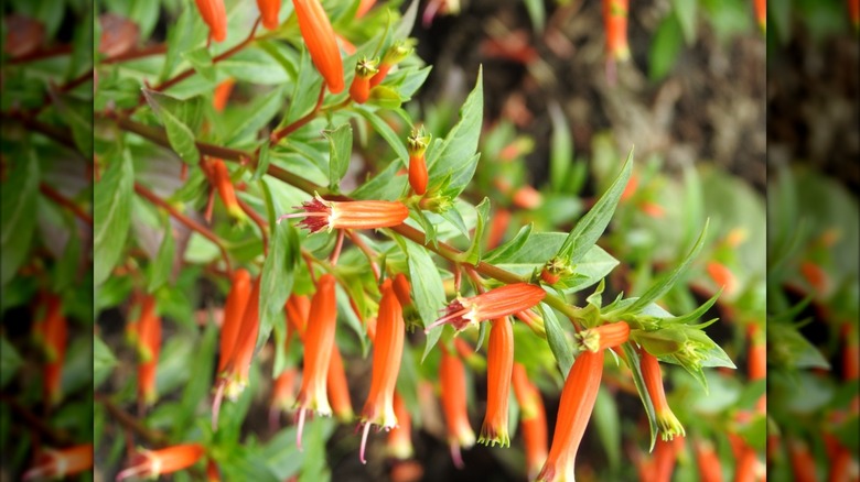 Vermillionaire large firecracker plant's flowers