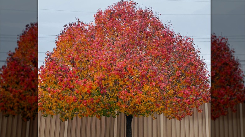 American smoketree with red leaves