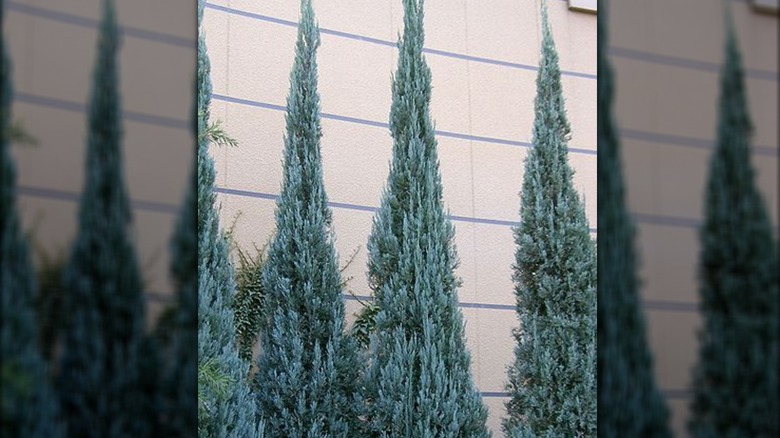 'Blue Heaven' juniper trees growing in yard