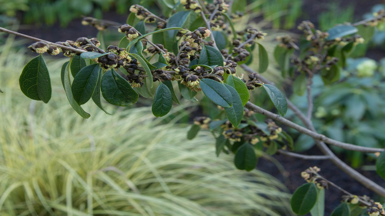 Flowers sprouting on a Chinese fighazel branch