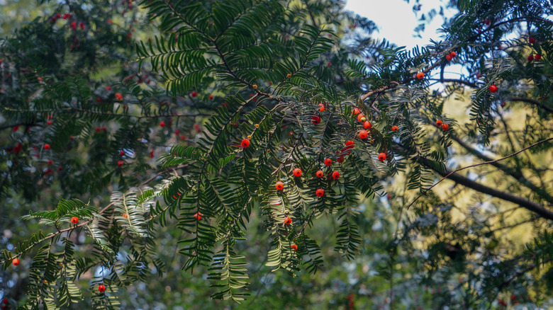 Red berries hanging from a branch of Chinese yew
