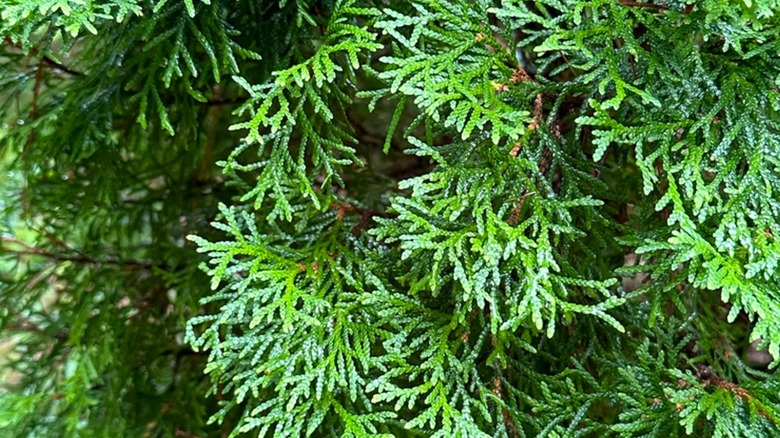 Dark green foliage of 'Degroot's Spire' arborvitae
