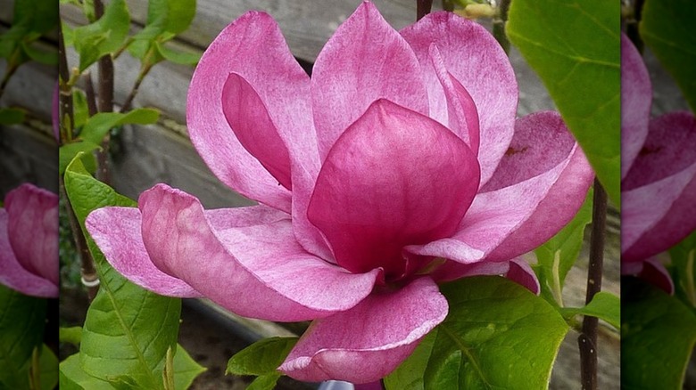 A pinkish-red 'Genie' magnolia bloom close up.