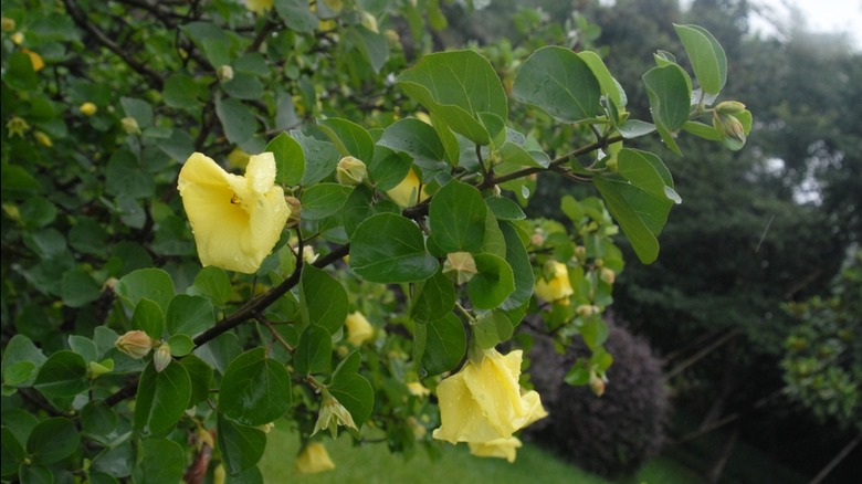 Yellow flowers of Hardy yellow hibiscus