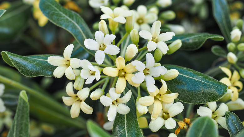 White flowers and green leaves of Japanese pittosporum