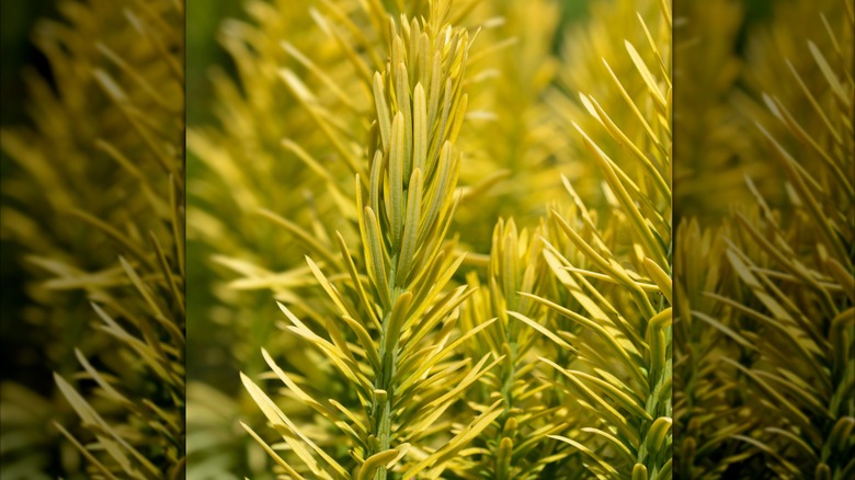 Yellow branch of Japanese plum yew